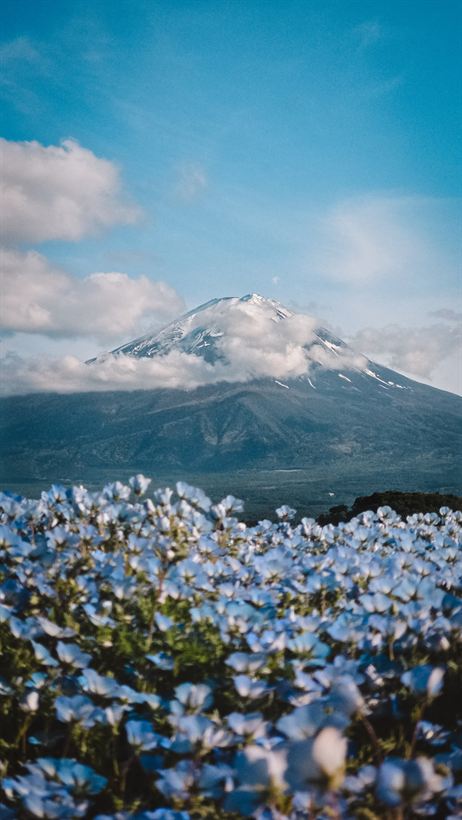 Mount Fuji rising above a field of blue flowers